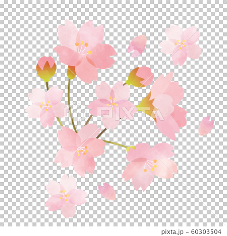Sakura 01 Sakura 01 60303504