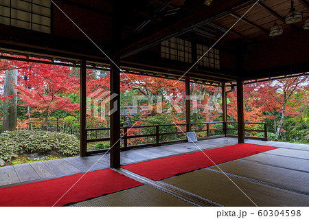 妙心寺　大法院　紅葉 60304598