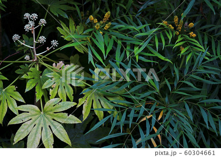 暗い庭に植えられた緑豊かな草木にクローズアップした背景素材用写真 暗い庭に植えられた緑豊かな草木にクローズアップした背景素材用写真 60304661
