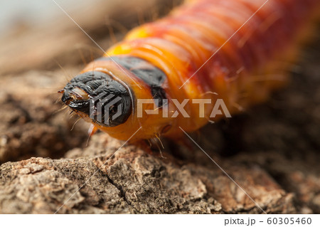 Cossus cossus caterpillar on pine bark Cossus cossus caterpillar on pine bark 60305460