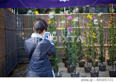 スマホを操作するシニア女性 60305721