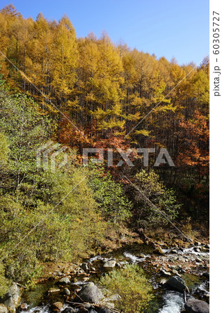 早池峰の旅薬師川沿いの紅葉 早池峰の旅薬師川沿いの紅葉 60305727