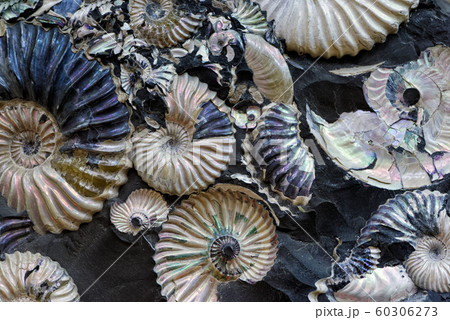 Fossilized seashells in a black stone 60306273