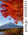 Autumn leaves with Mt Fuji at Lake Kawaguchiko 60306553