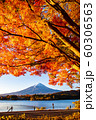 Autumn leaves with Mt Fuji at Lake Kawaguchiko 60306563