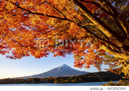Autumn leaves with Mt Fuji at Lake Kawaguchiko Autumn leaves with Mt Fuji at Lake Kawaguchiko 60306564