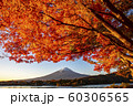 Autumn leaves with Mt Fuji at Lake Kawaguchiko 60306565
