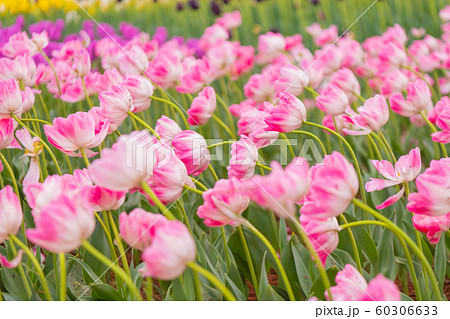 チューリップ畑、フラワーロード チューリップ畑、フラワーロード 60306633