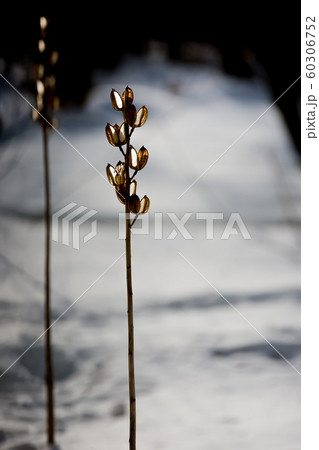 枯れたオオウバユリ 枯れたオオウバユリ 60306752