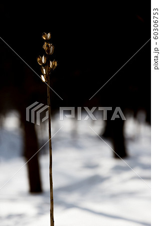 枯れたオオウバユリ 60306753