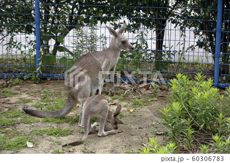 大牟田市 大牟田動物園 カンガルー、 大牟田市 大牟田動物園 カンガルー、 60306783