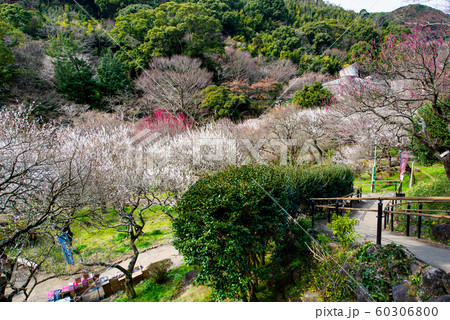 静岡県 熱海梅園　見晴らし台から見る満開の梅 60306800
