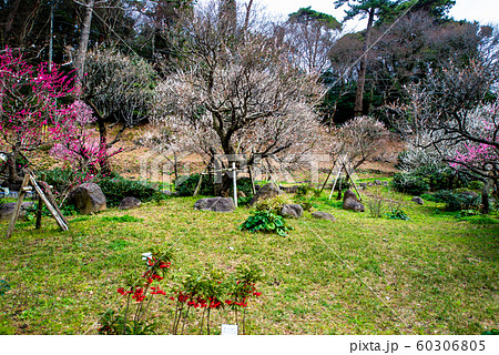 静岡県 熱海梅園　満開の梅 60306805