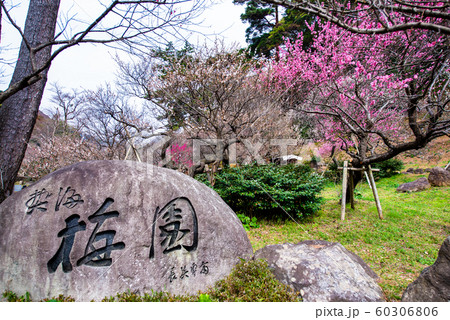 静岡県 熱海梅園　入口の梅園石碑と満開の梅 60306806