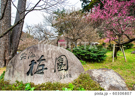静岡県 熱海梅園　入口の梅園石碑と満開の梅 60306807