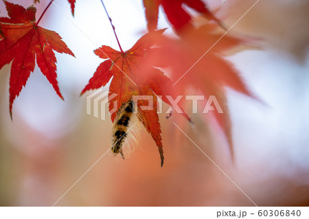 もみじについた毛虫の写真素材