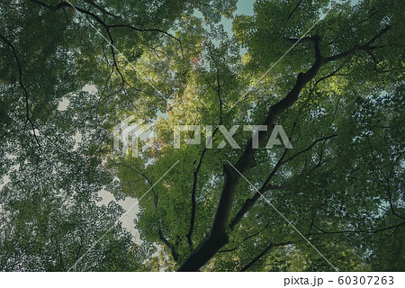 京都、瑠璃光院、お寺、寺、寺社仏閣、八瀬、比叡山、叡山電車、広告、写真素材、紅葉、素材、秋、風景、背 60307263