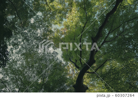 京都、瑠璃光院、お寺、寺、寺社仏閣、八瀬、比叡山、叡山電車、広告、写真素材、紅葉、素材、秋、風景、背 60307264