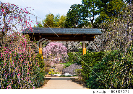 静岡県 熱海梅園 韓国庭園と梅 静岡県 熱海梅園 韓国庭園と梅 60307575