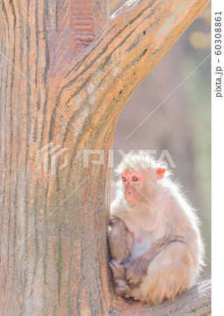 ニホンザル 60308861