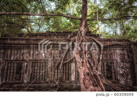 カンボジア・ベンメリア遺跡 4 60309009