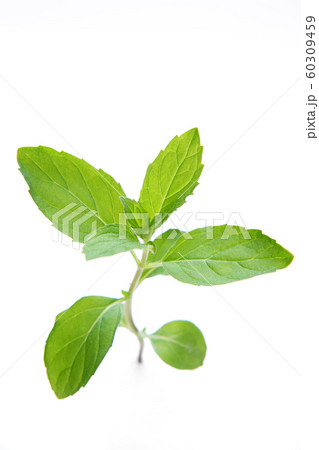 ハッカホクト 60309459