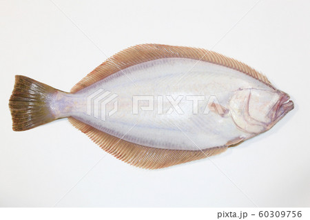 Aomori's Fish “Flounder”