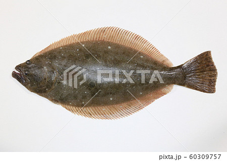 ヒラメ(活ヒラメ) 60309757