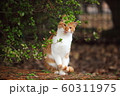 地域猫 60311975