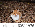 地域猫 60311976