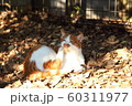 地域猫 60311977