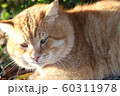 地域猫 60311978