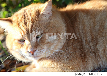 地域猫 地域猫 60311978