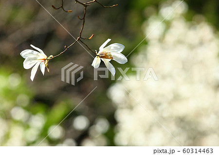 早春の日差し　早春　春　コブシ　白い花　木の花 60314463