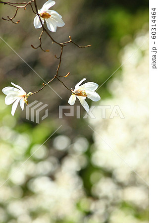早春の日差し 早春 春 コブシ 白い花 木の花の写真素材