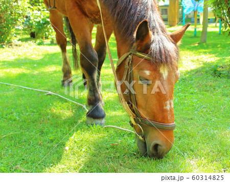 horse eats grass in the summer park amusement for children horse eats grass in the summer park amusement for children 60314825
