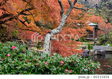 鎌倉の長谷寺（晩秋） 60315858