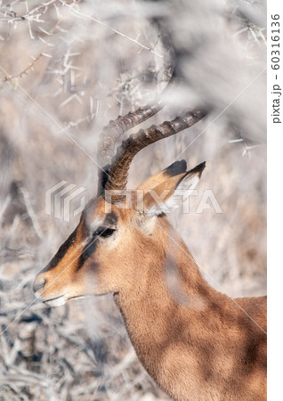 An impala hiding behind the bushes An impala hiding behind the bushes 60316136