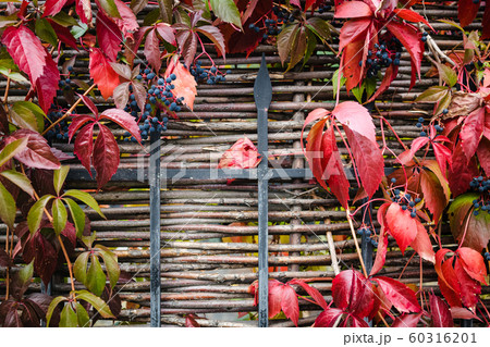 bright red autumn leaves and berries of blue wild 60316201