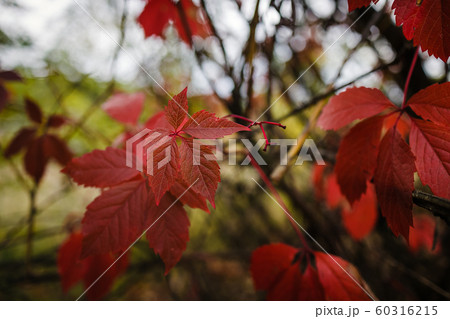 bright red autumn leaves of wild grapes in the 60316215