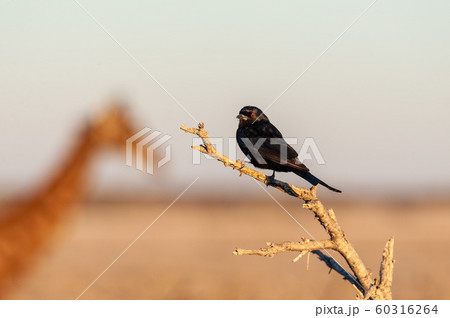 A Drongo stiing on a branch 60316264