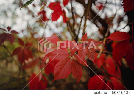 bright red autumn leaves of wild grapes in the bright red autumn leaves of wild grapes in the 60316482