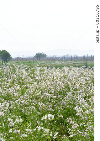 福島潟のダイコンの花（新潟県） 60316795