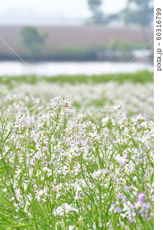 福島潟のダイコンの花（新潟県） 60316799