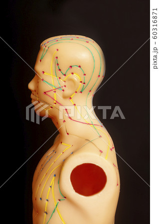 Medical acupuncture model of human 60316871