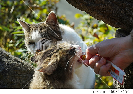 猫 野良猫 まきちゃん 末女 仲悪いけど会食 十二月 快晴の写真素材 60317156 Pixta