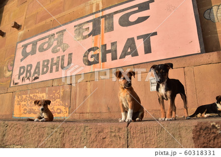インドの世界遺産のワラーナシー ガンジス川沿いのガートで生活する子犬 インドの世界遺産のワラーナシー ガンジス川沿いのガートで生活する子犬 60318331