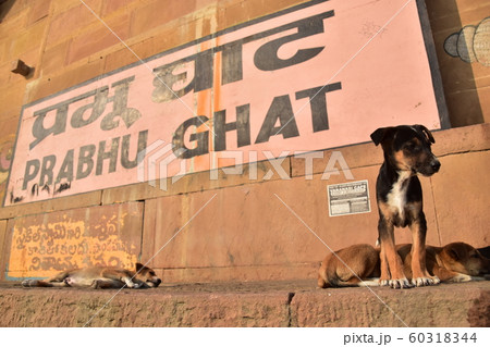 インドの世界遺産のワラーナシー ガンジス川沿いのガートで生活する子犬 インドの世界遺産のワラーナシー ガンジス川沿いのガートで生活する子犬 60318344