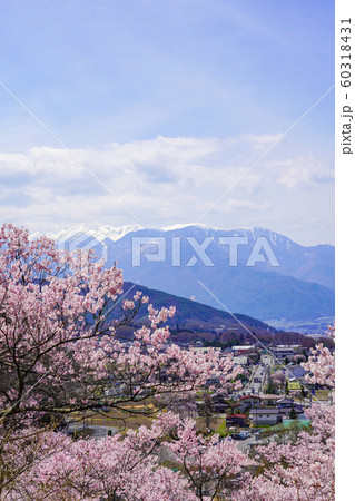 高遠城址公園の桜 高遠城址公園の桜 60318431