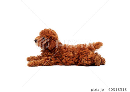 ふせる子犬 ふせる子犬 60318518